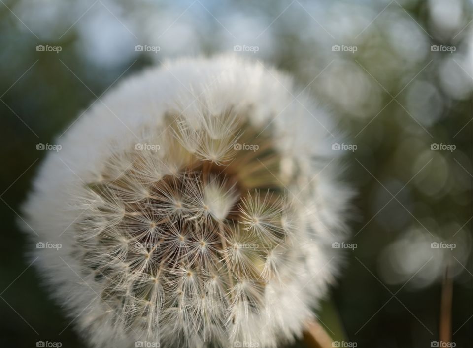 dandelion clock seeds