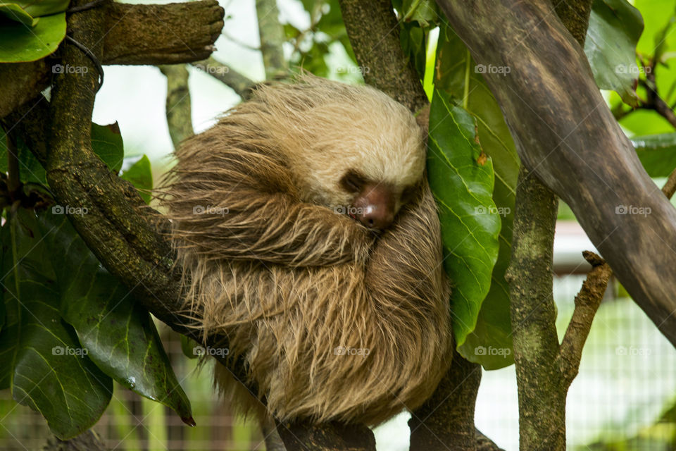 Sleeping Three Toed Sloth 