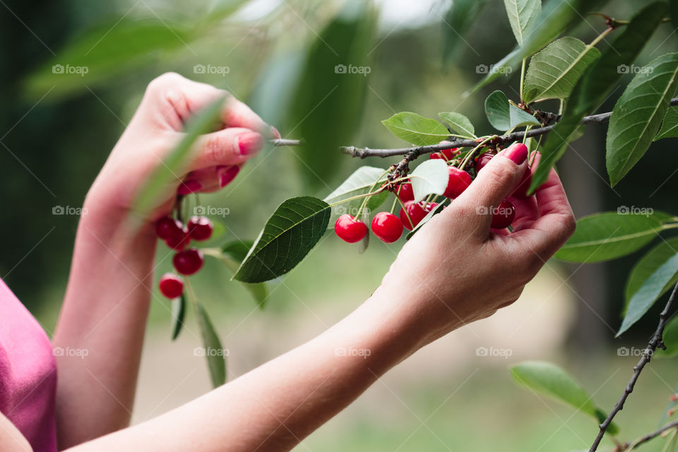 Woman picking cherry berries from tree