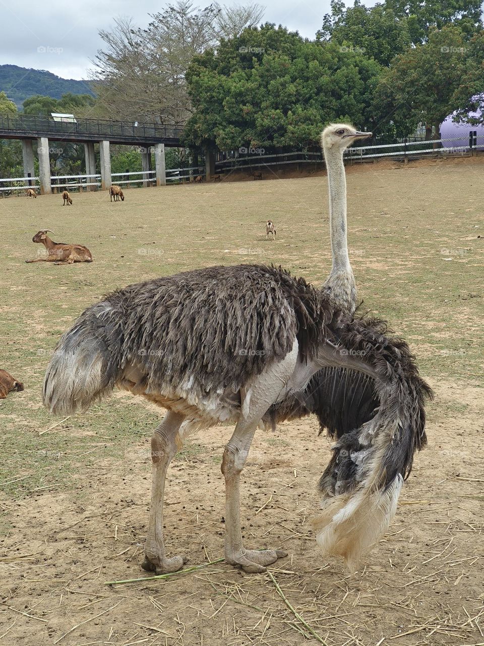 Ostriches in Beinan Township Native Applied Botanical Garden