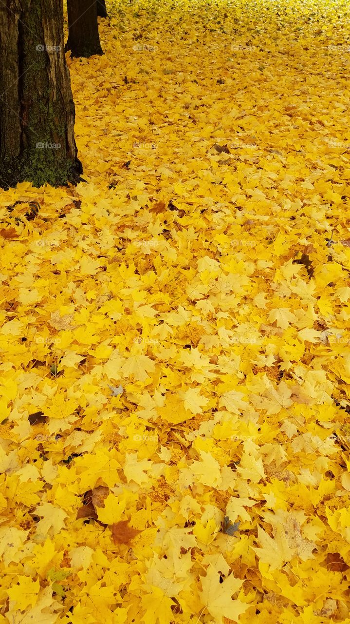 gold carpet