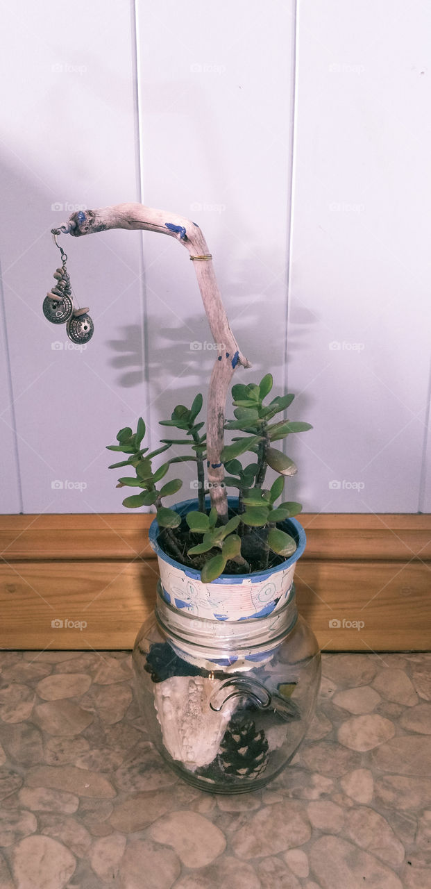 A flowerpot with crassula