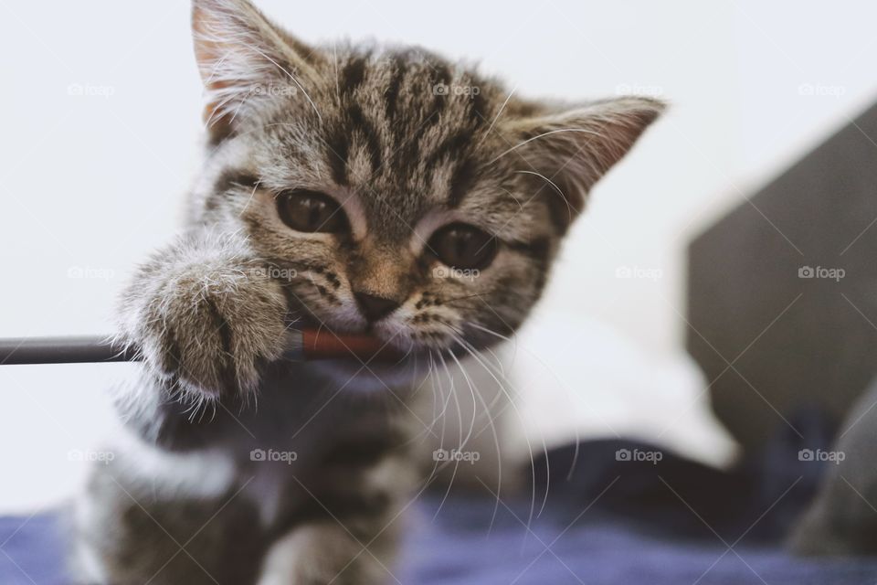 Cute kitten 