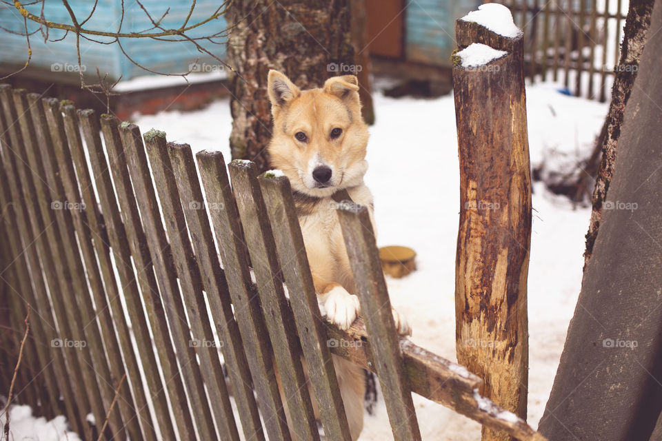 dog guards the house