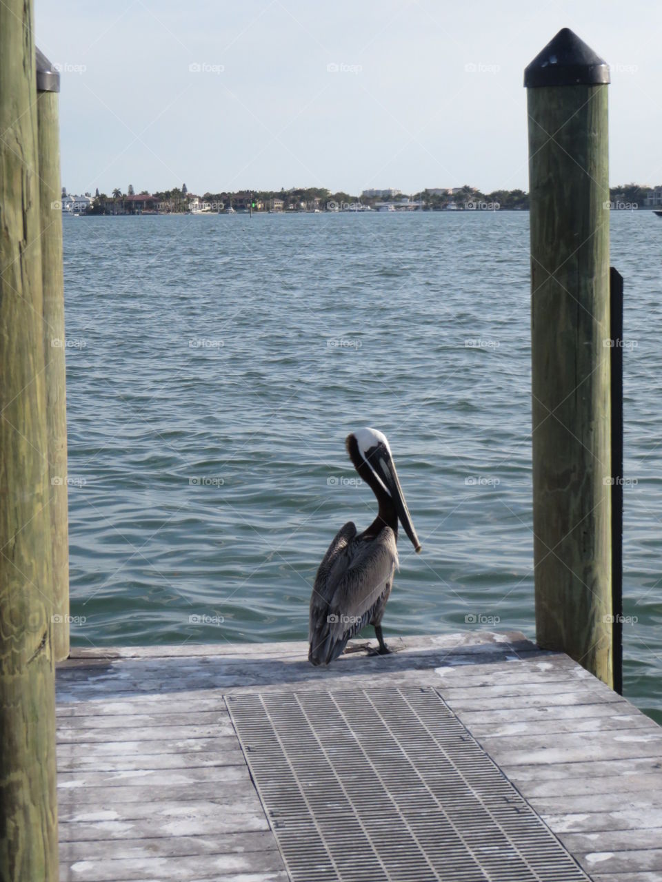 Pelican dock