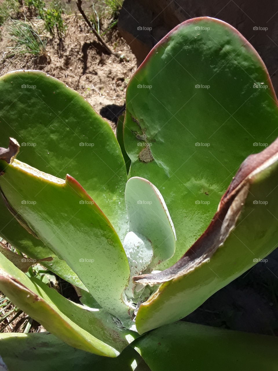 Aloe reva species