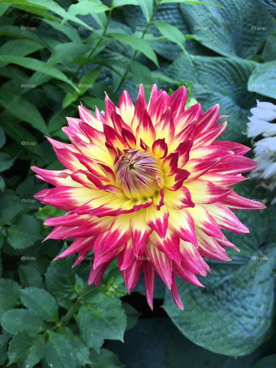 Colorful dahlia