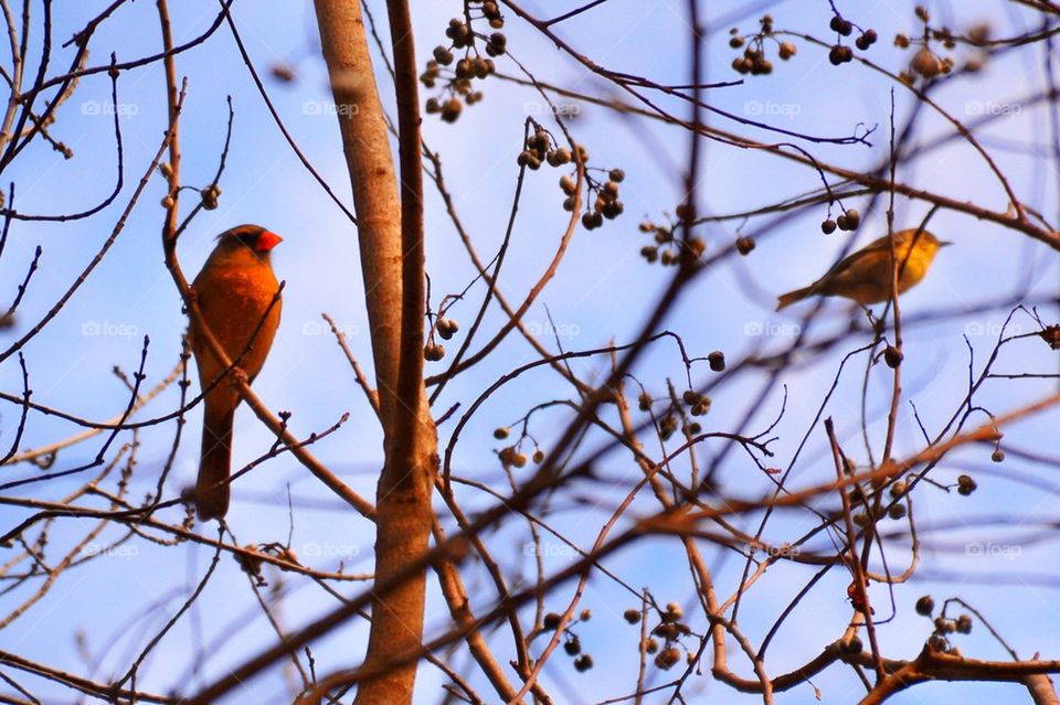 Cardinal and friend