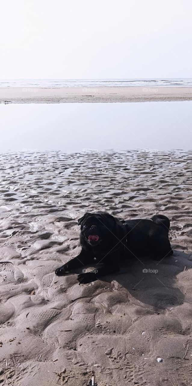 A pug lies on the sand by the ocean