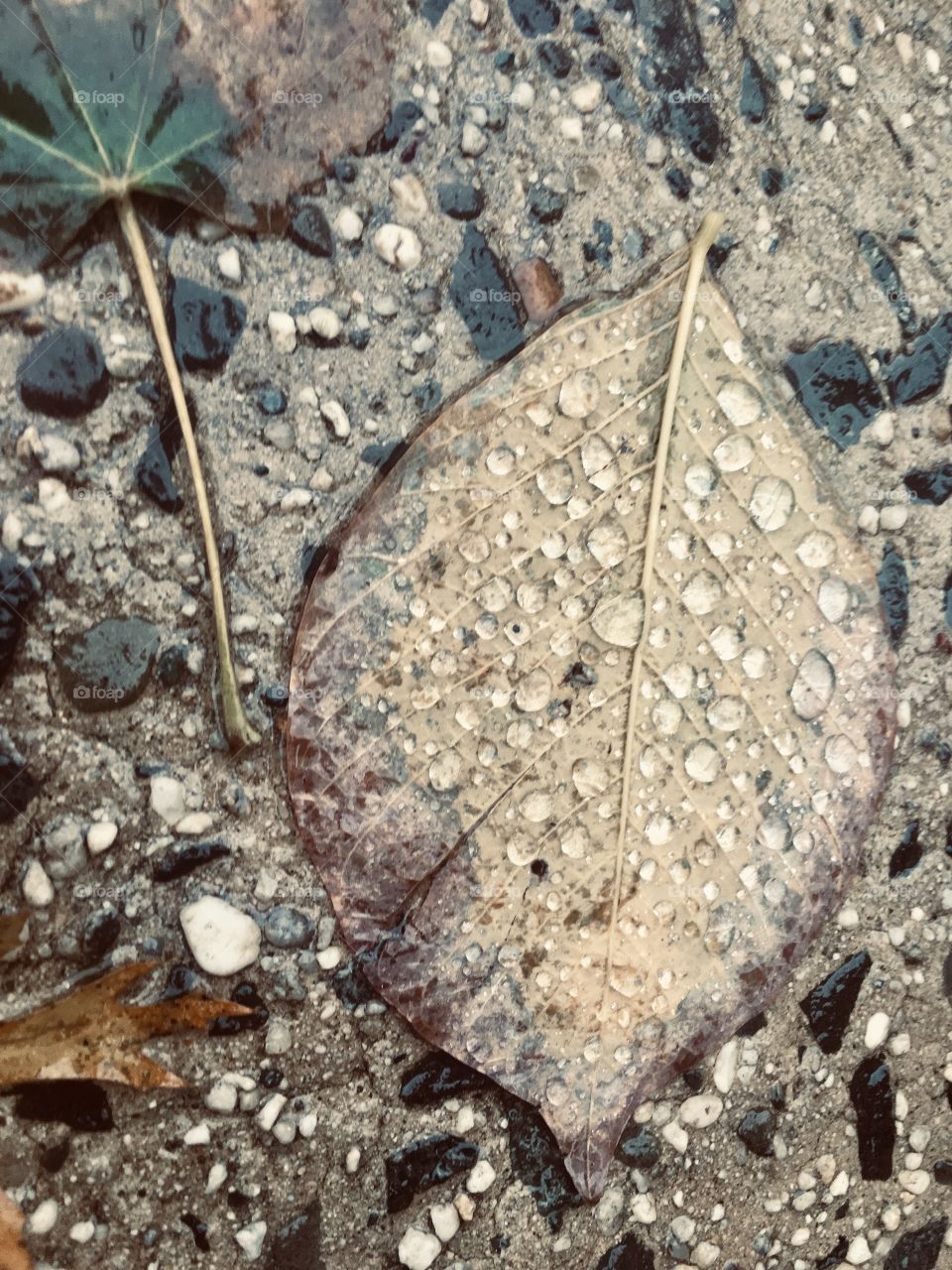 Raindrops rest on a leaf