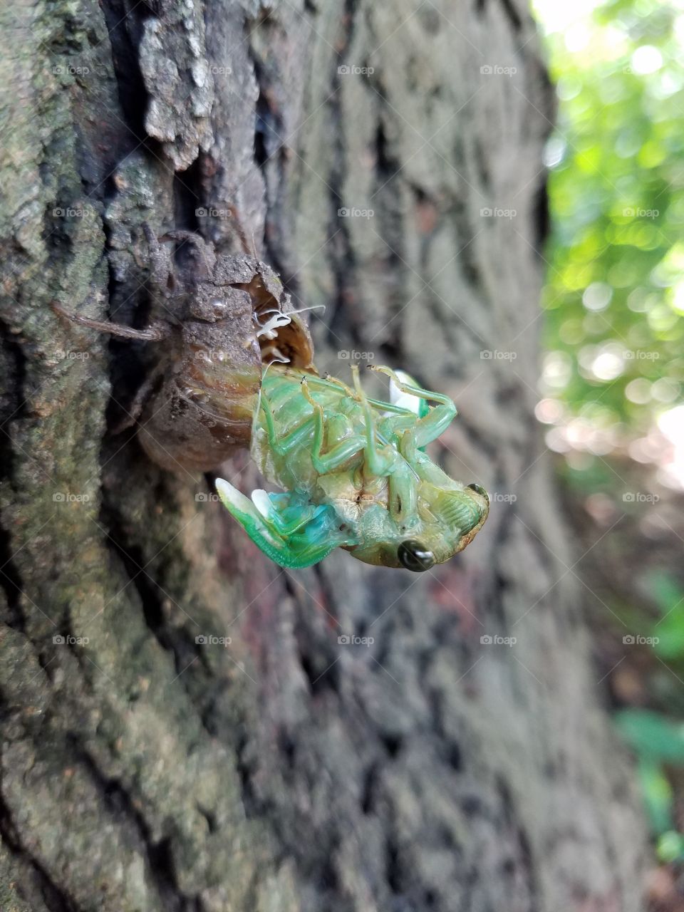 Cicada in shell