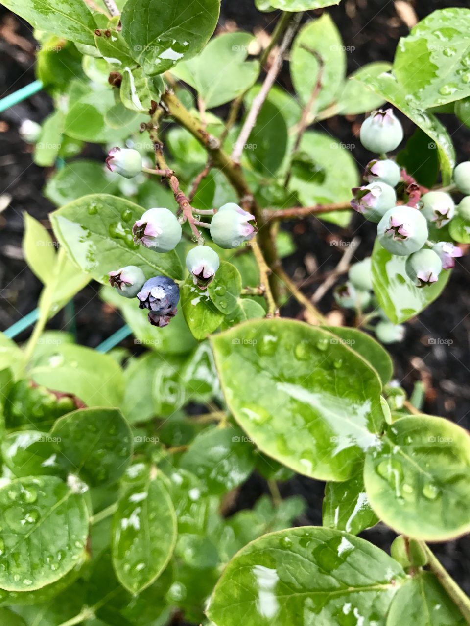 Berries Budding