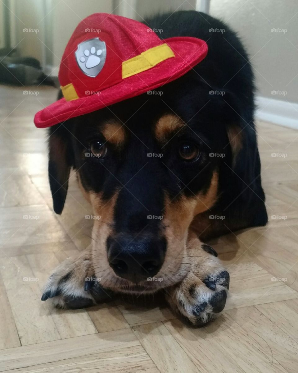 firefighter dog