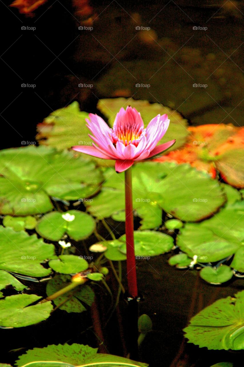 Pond Flower. Found this flower all by itself in a Maui pond.