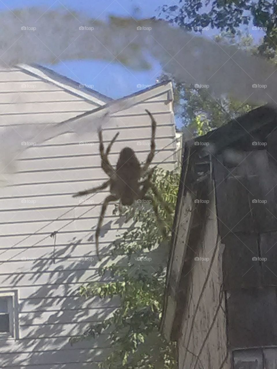 A really huge Cool looking spider that was luckily outside the window and not inside I hate spider's