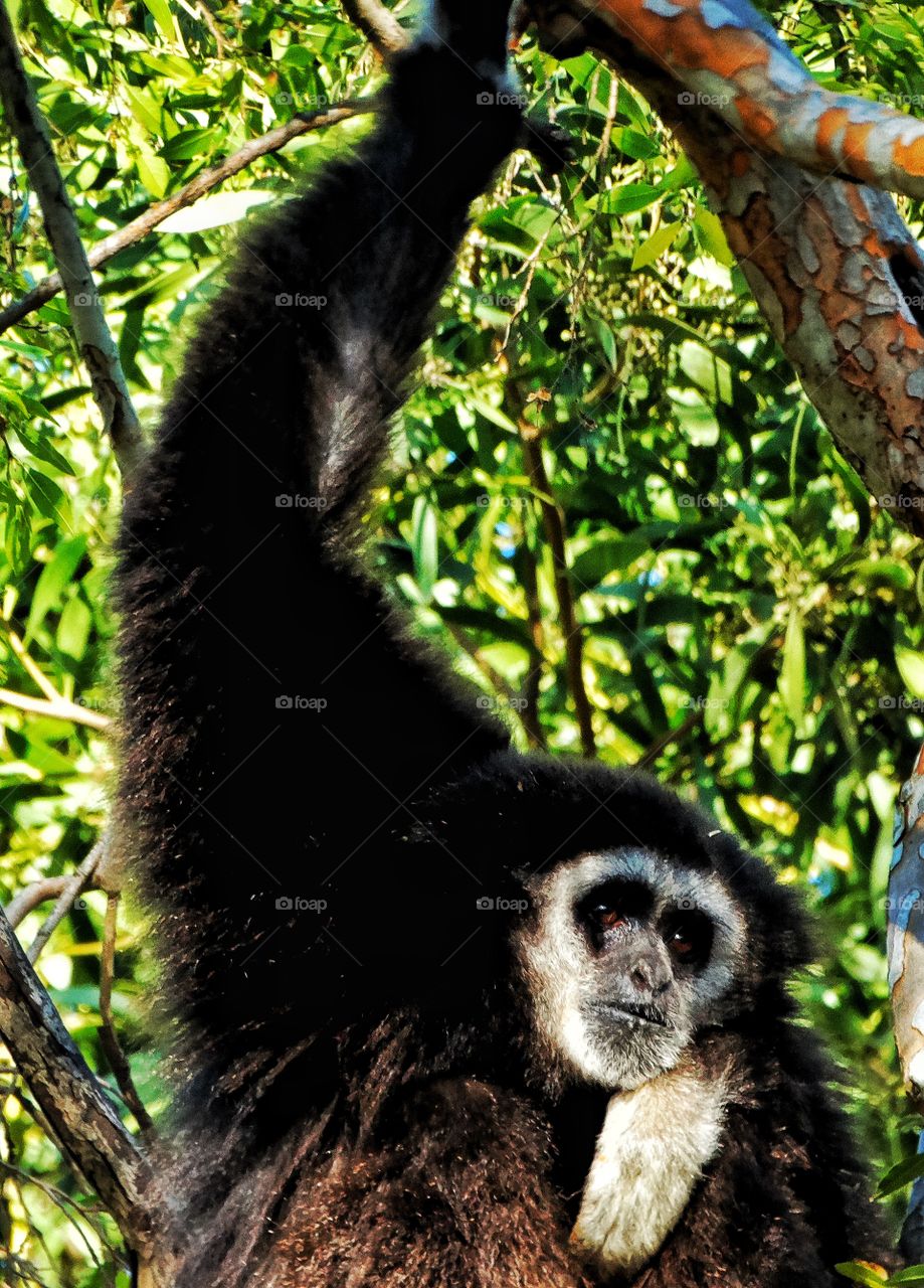 Primate Swinging Through The Trees
