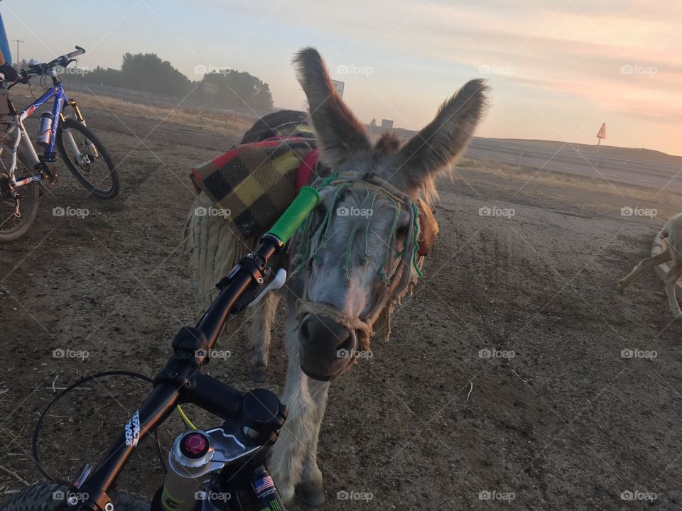 Mule and bike