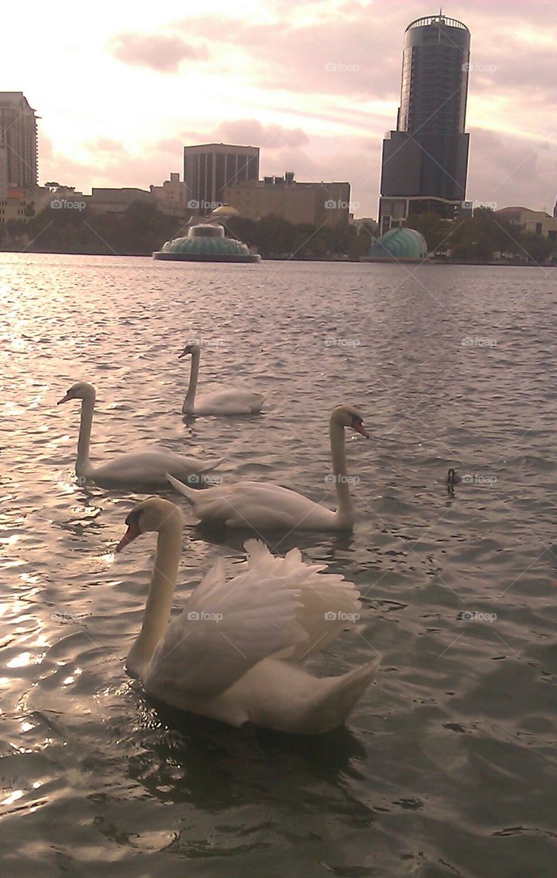 swans