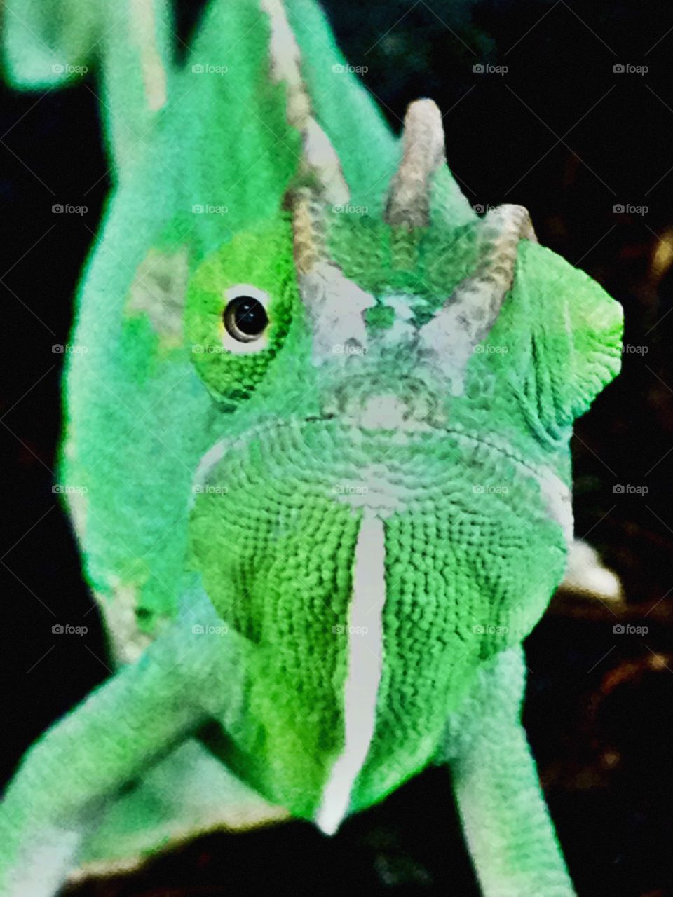 I see you. Chameleon 