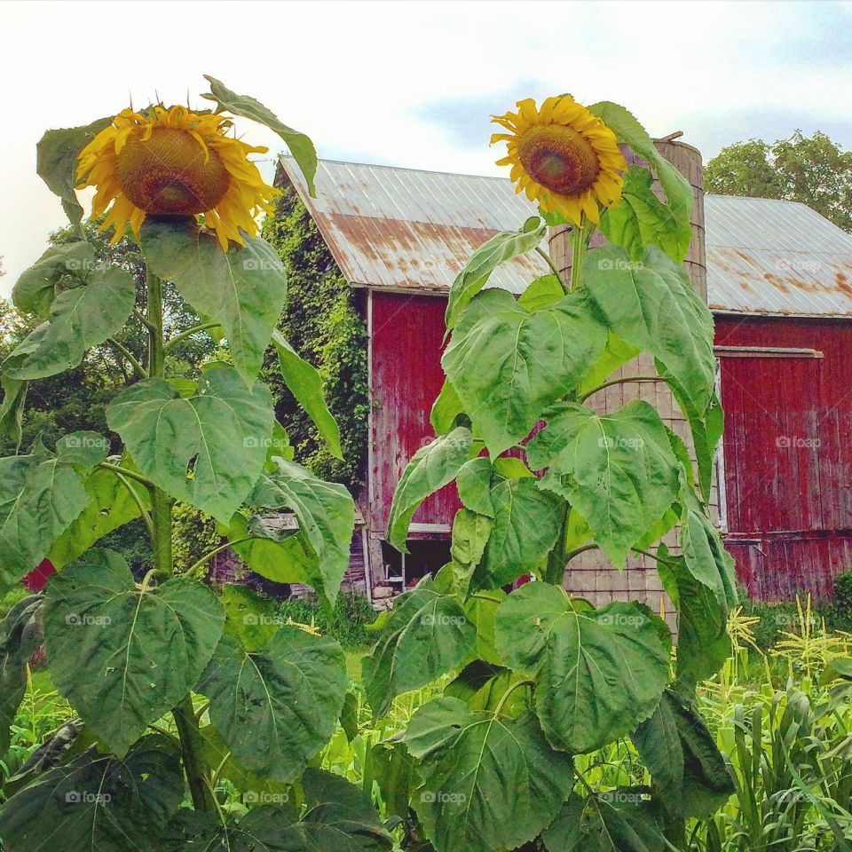 Sunflowers