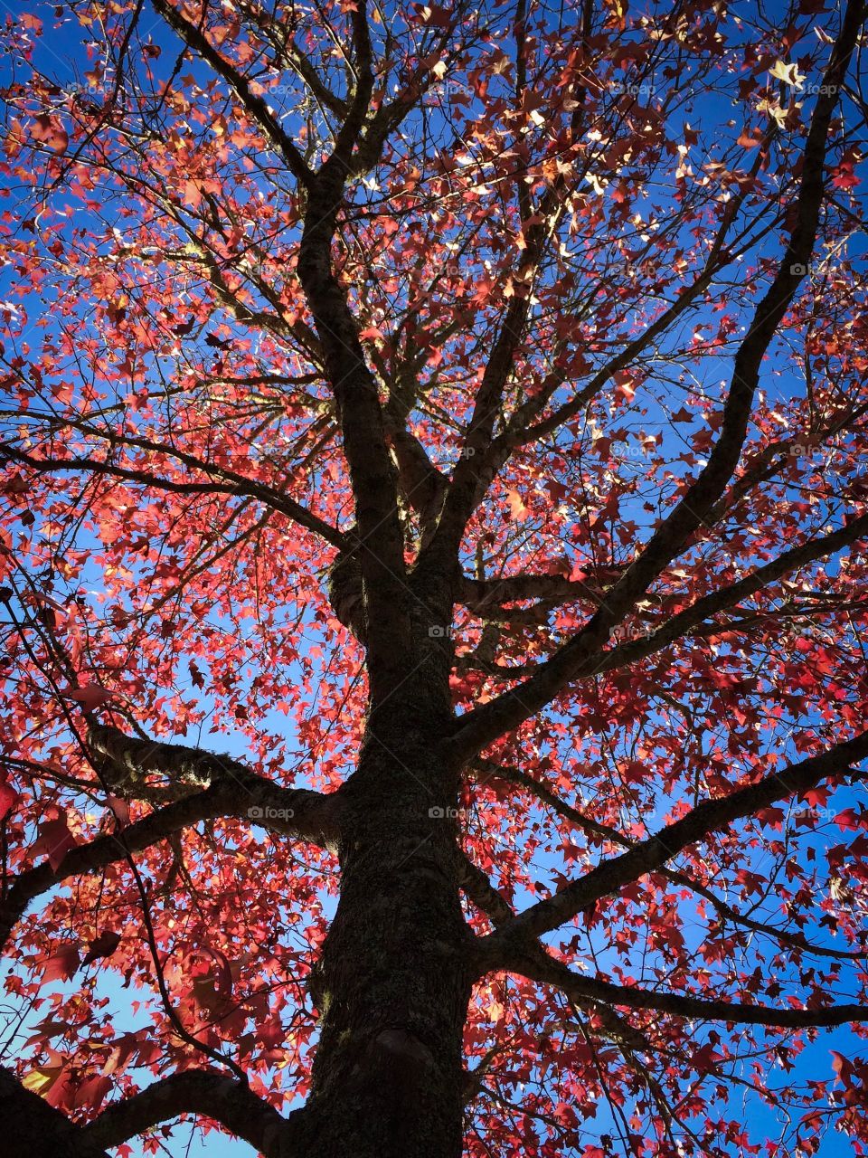 Autumn Leaves Blue Sky
