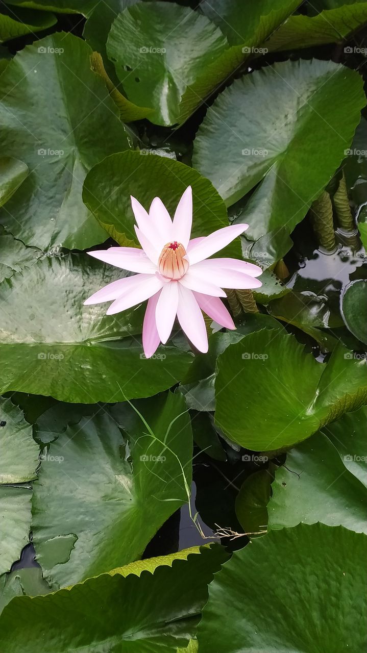 Lotus, the king of flowers