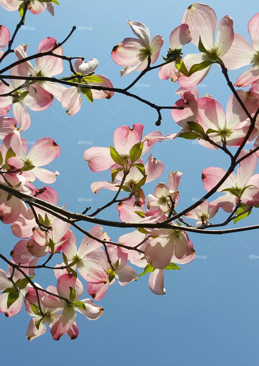 Pink Dogwoods