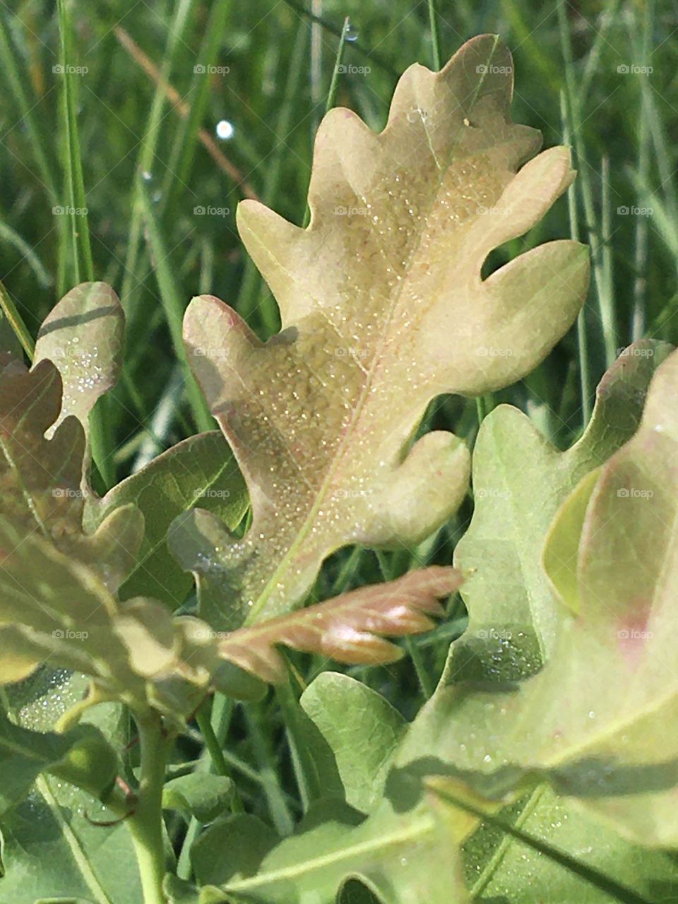 Morning dew on future oak tree