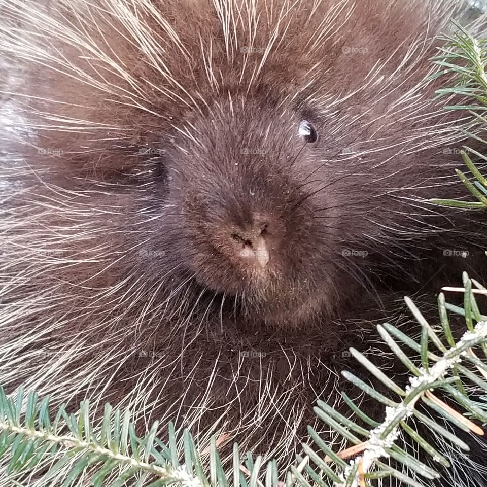 look at that face! porcupine