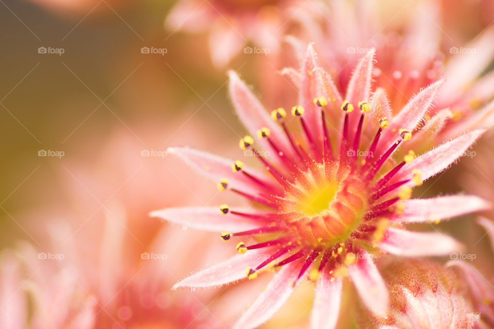 A sempervivum flower in full bloom.