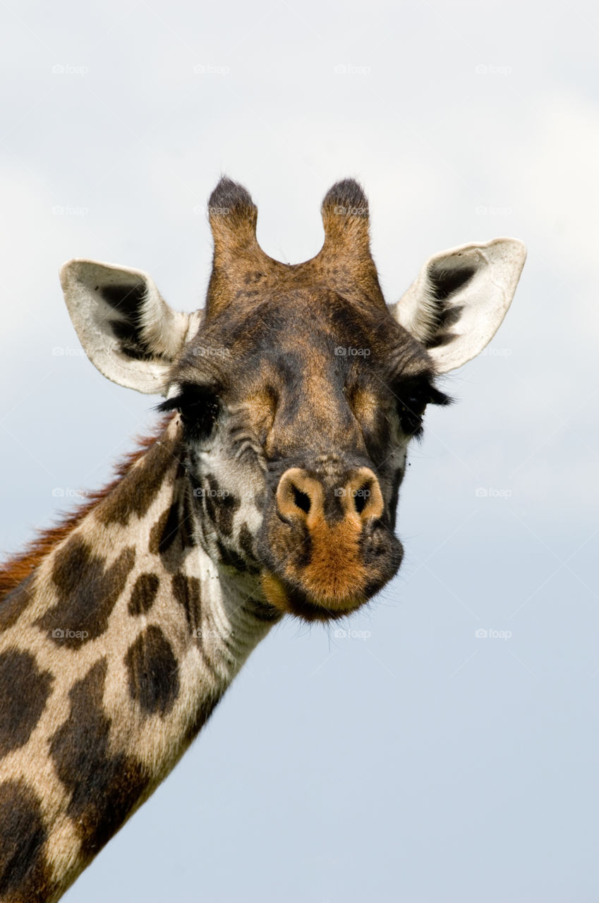 Giraffe in serengeti national park in tanzania