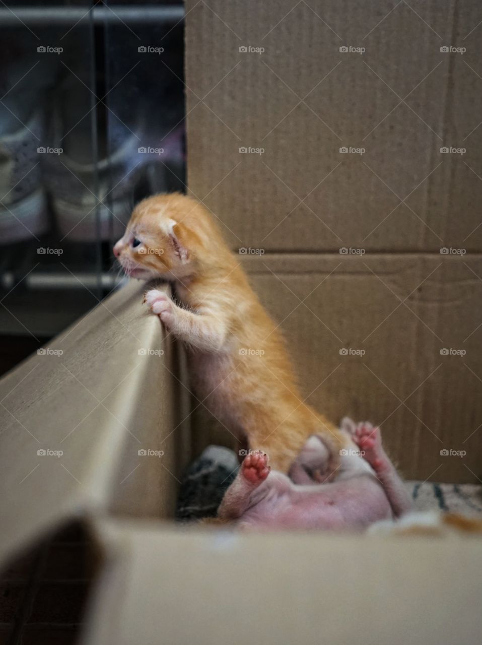 curious kitten wanna go outside