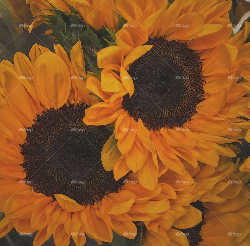 Sunflowers, Sunflowers In The Fall, Closeup Of Sunflowers, Yellow Beautiful, Flower Petal Details, Colorful Flowers