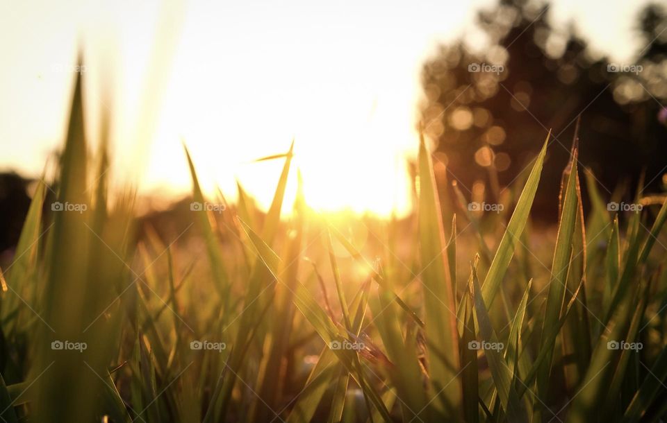 Sunset through grass in the garden 