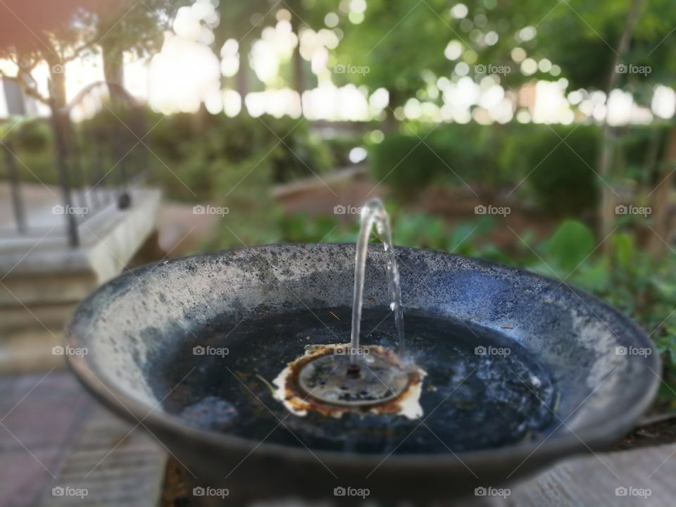 No Person, Food, Drink, Garden, H2 O