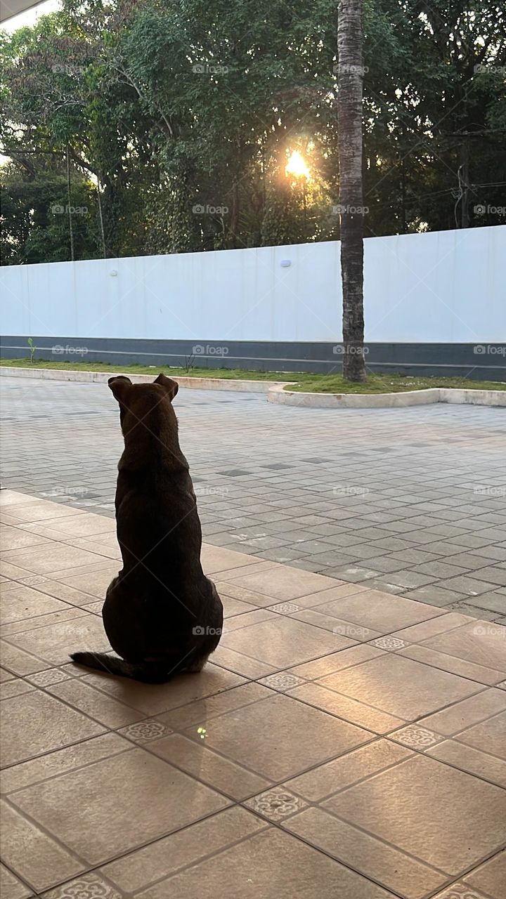 Dog watching sunrise 