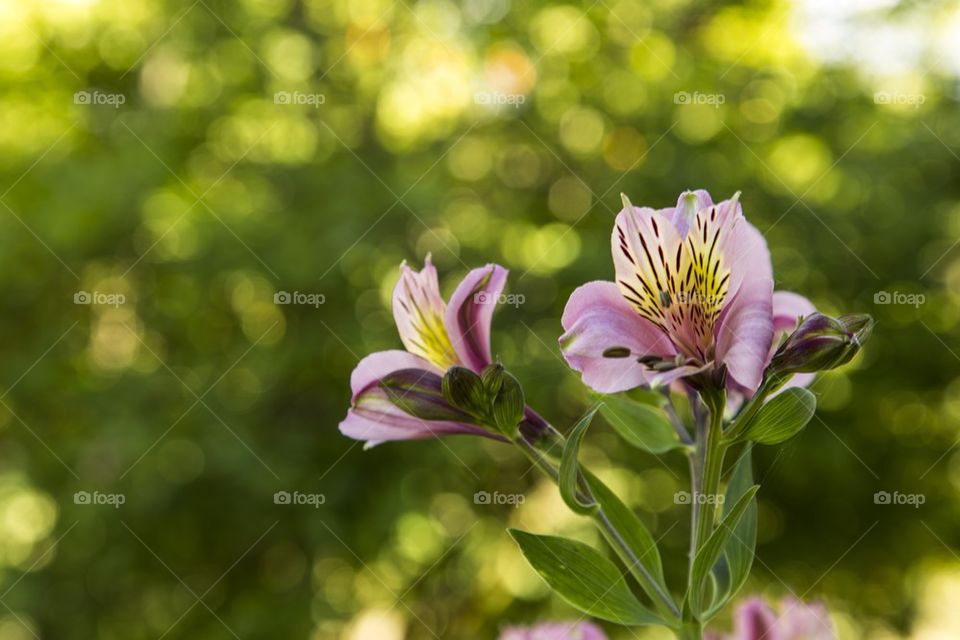 Alstromeria, flower.