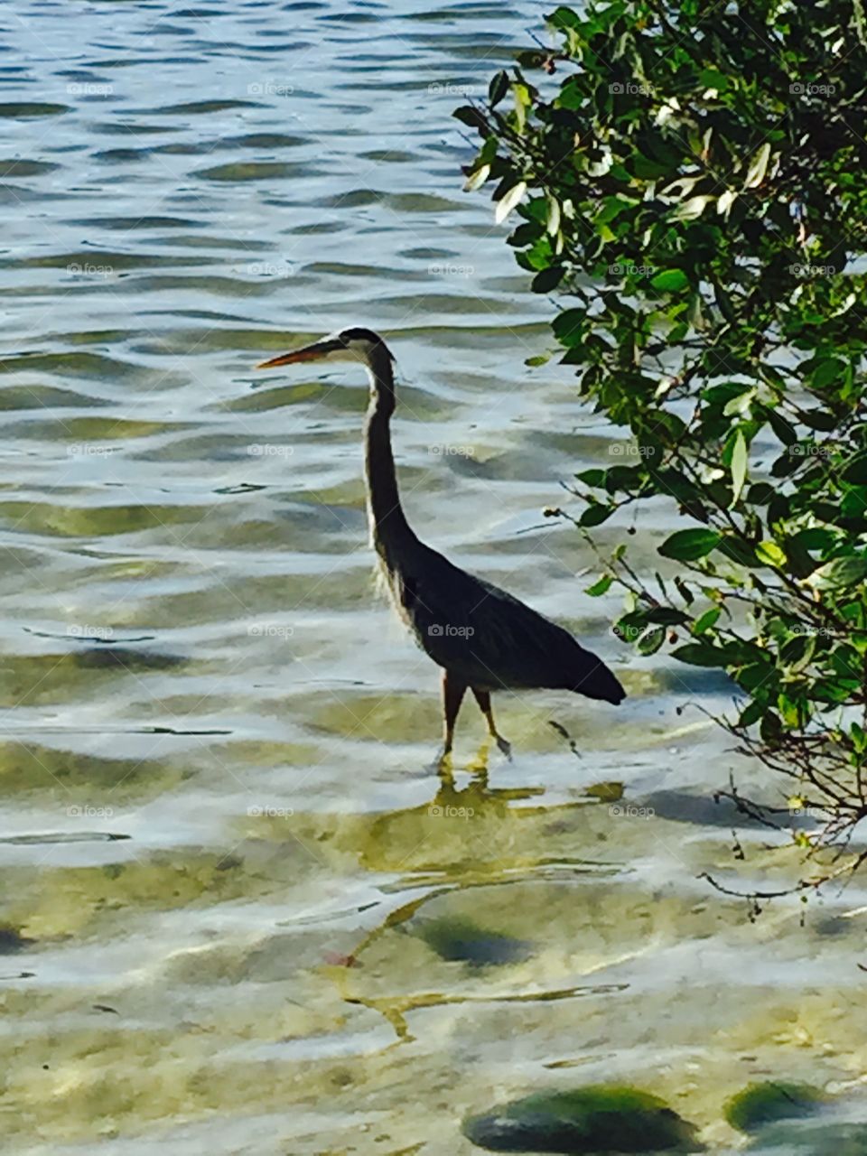 Florida bird in causeway
