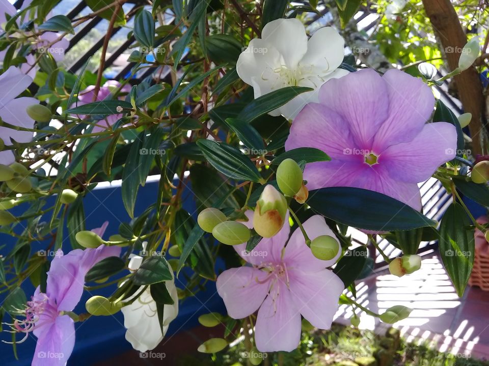 Manaca da serra. ( tibouchina mutabilis) Tree typical of the Brazilian Atlantic forest . the flowers are Born white,they stay pink and die purple.