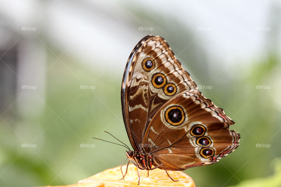 Morpho peleides butterfly with gorgeous blue colour wing but only seen when the butterfly stretches  his wings