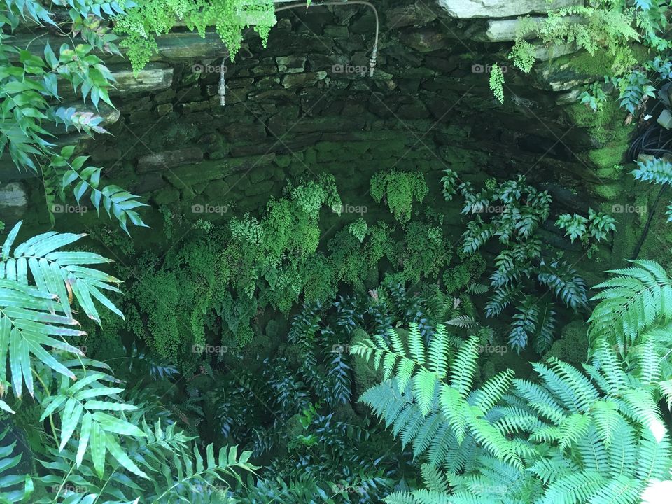 An alcove filled with various ferns.