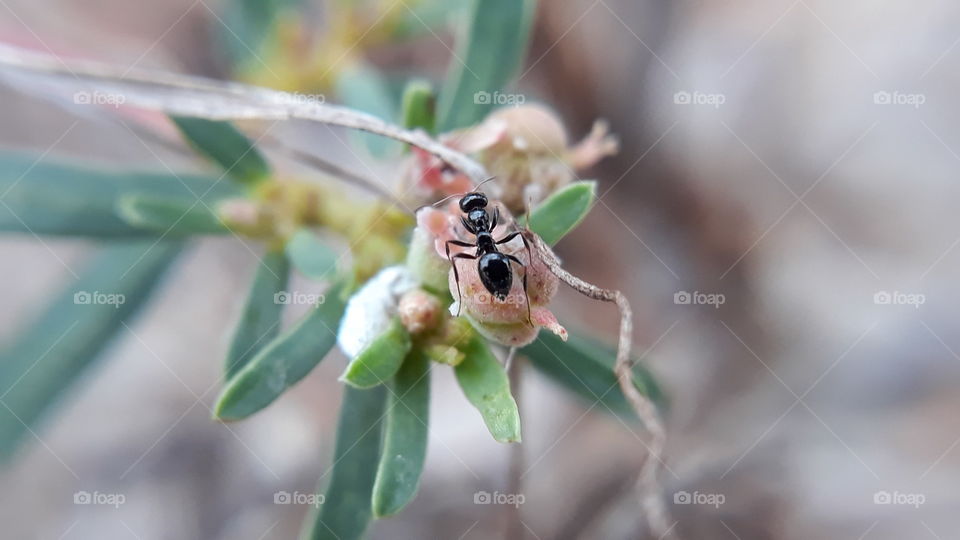 A light brown to black ant 1/16 to 1/8 inch long. Nest outdoors under stones,logs, and in trees. Indoors they nest in floors and wall voids. These ants will travel up to 100 feet from there nest.