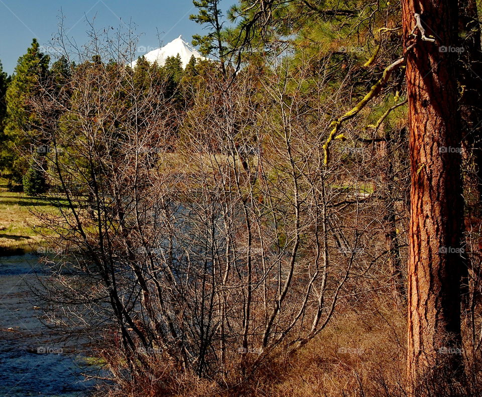Spring Headwaters of the Metolius River in Central Oregon with Mt. Jefferson in the background. 