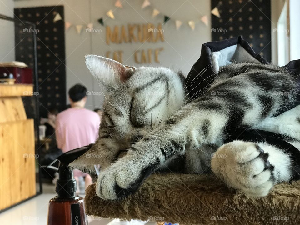 Cat sleep in cafe