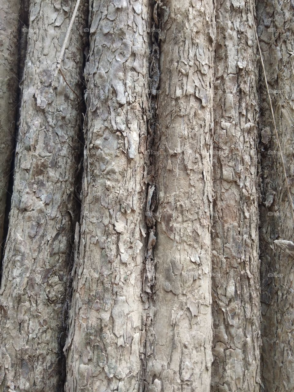 Close up of the trunk of a big tree that looks strange and beautiful.