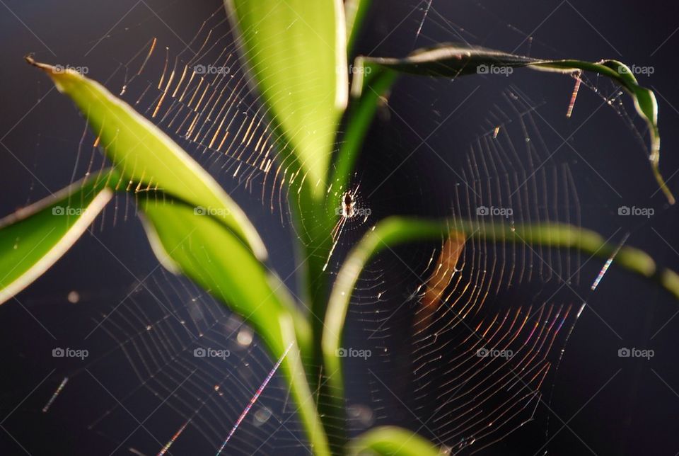 Spiderweb