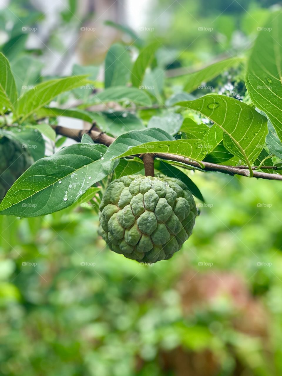 Tropical Fruit 