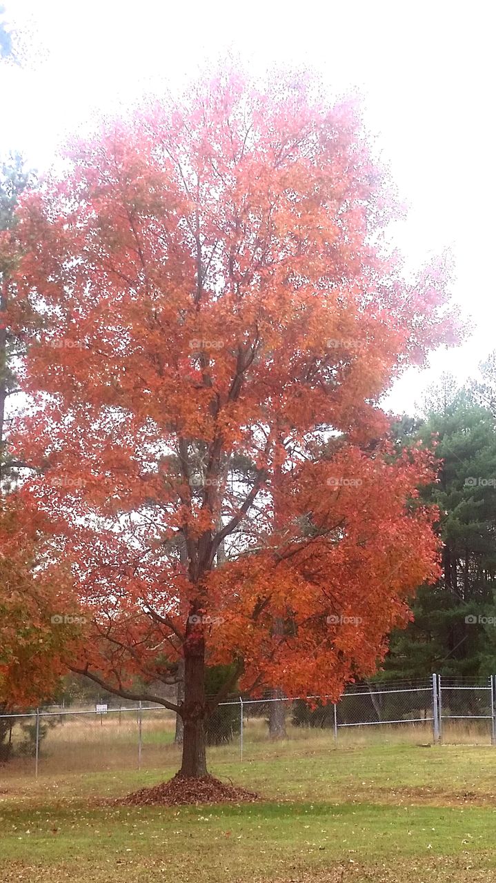 autumn in nc