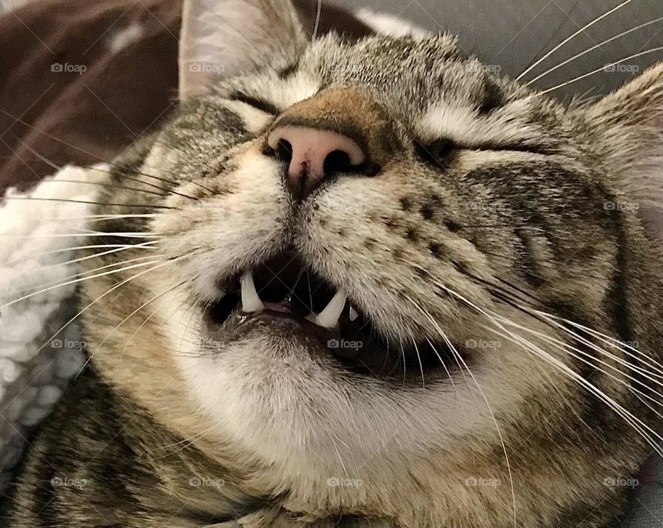 Close up of the face of a brown tabby cat with her mouth open