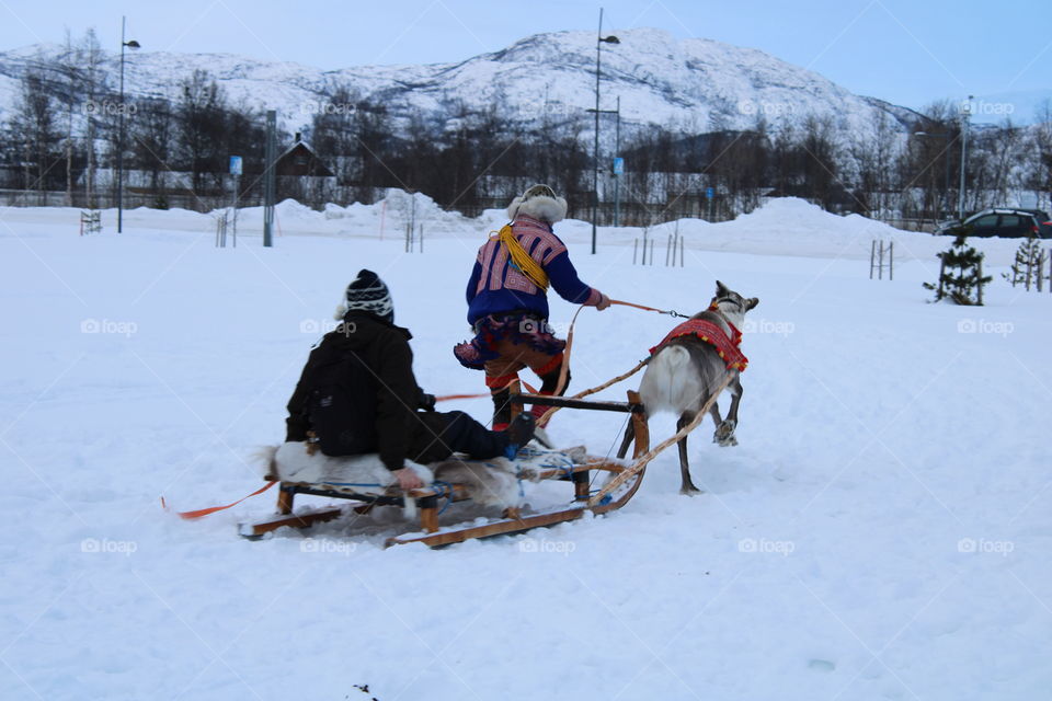 Rentier Schlitten 